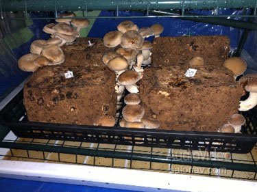 ONKYO GROUP занялась грибами